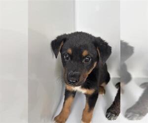 Holland Shepherd-Unknown Mix Dogs for adoption in Houston, TX, USA