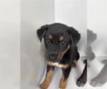 A663716 - Female Holland Shepherd-Unknown Mix Dog for Adoption - Small photo