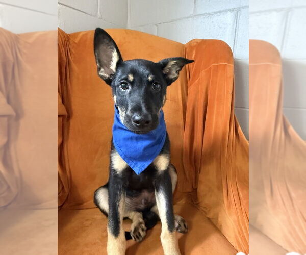 Medium Photo #3 German Shepherd Dog-Unknown Mix Puppy For Sale in San Leon, TX, USA