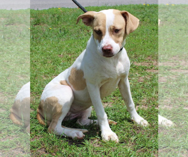 Medium Photo #3 Labrador Retriever-Unknown Mix Puppy For Sale in Prattville, AL, USA