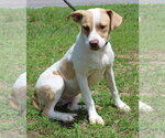 Small #2 Labrador Retriever Mix