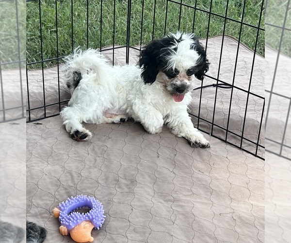 Medium Photo #3 Shih Tzu Puppy For Sale in GLOUCESTER, VA, USA