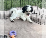 Oreo - Male Shih Tzu Puppy for Sale - Photo #3