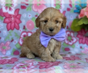 Goldendoodle (Miniature) Puppy for sale in LANCASTER, PA, USA