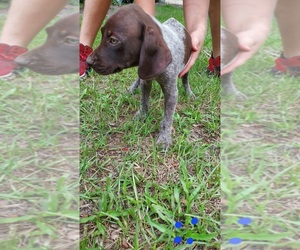 German Shorthaired Pointer Puppy for sale in FORT WHITE, FL, USA