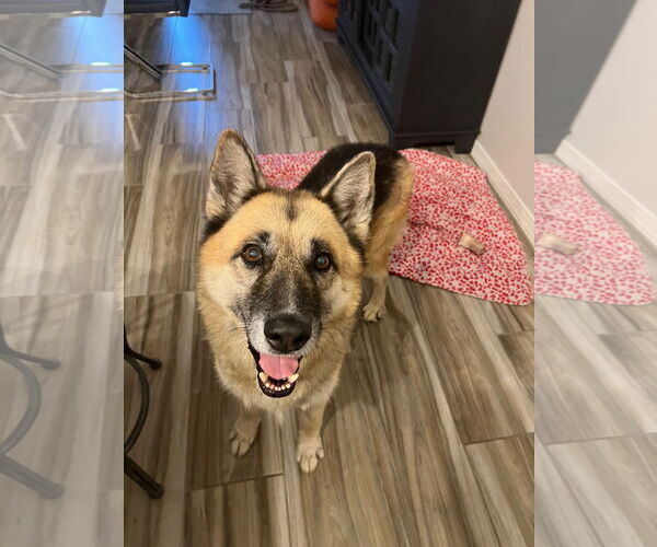 Medium Photo #1 German Shepherd Dog Puppy For Sale in phoenix, AZ, USA