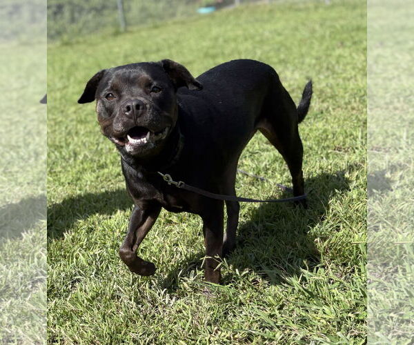 Medium Photo #2 Mutt Puppy For Sale in Virginia Beach, VA, USA