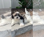 Small #4 Shih Tzu