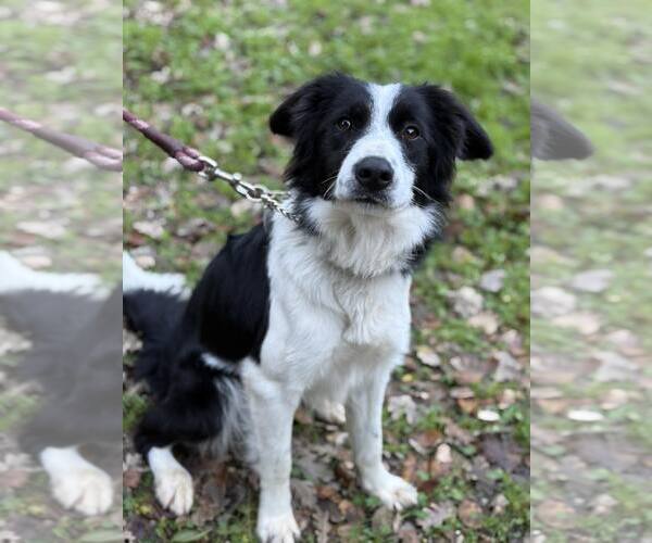Medium Photo #3 Border Collie-Unknown Mix Puppy For Sale in Paso Robles, CA, USA