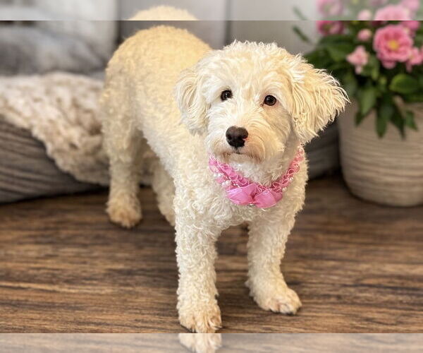 Medium Photo #3 Goldendoodle (Miniature) Puppy For Sale in Phoenix, AZ, USA