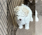 Small Photo #3 Poodle (Miniature) Puppy For Sale in GLOUCESTER, VA, USA