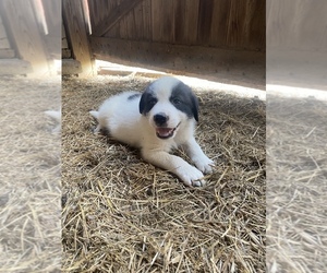 Akbash Dog-Karakachan Mix Puppy for sale in PIKEVILLE, TN, USA
