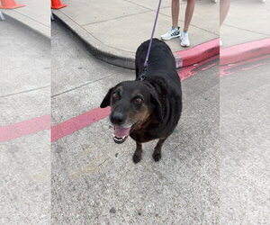 Labrador Retriever-Unknown Mix Dogs for adoption in The Woodlands, TX, USA
