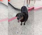Small Labrador Retriever Mix