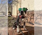 Small #1 American Pit Bull Terrier Mix