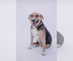 Small #5 Beagle-Collie Mix