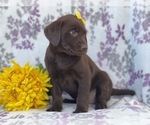 Small Photo #5 Labrador Retriever Puppy For Sale in LAKELAND, FL, USA