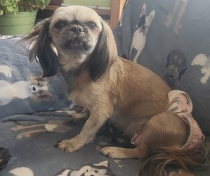 Mother of the Shih-Poo-ShihPoo Mix puppies born on 04/13/2026