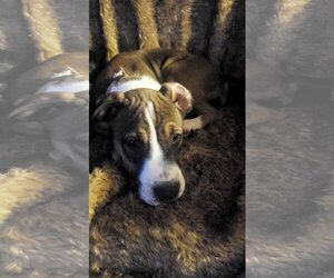 American Staffordshire Terrier-Unknown Mix Dogs for adoption in Holly Springs, NC, USA