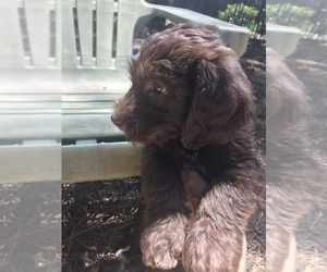 Labradoodle Puppy for sale in GAINESVILLE, GA, USA