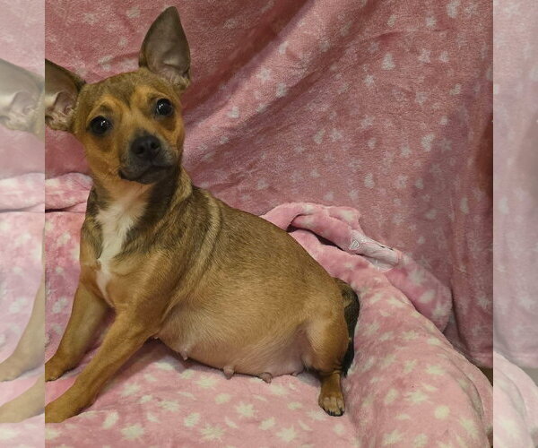 Medium Photo #4 Chihuahua-Unknown Mix Puppy For Sale in Alexander, AR, USA