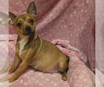 Small #3 Chihuahua Mix
