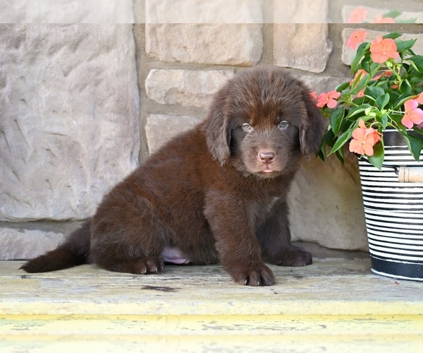 Medium Photo #7 Newfoundland Puppy For Sale in MILLERSBURG, OH, USA