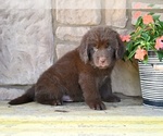 Small #6 Newfoundland