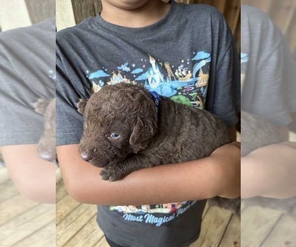 Medium Photo #5 Chesapeake Bay Retriever Puppy For Sale in COOKEVILLE, TN, USA
