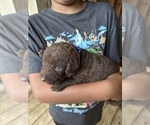 Small #4 Chesapeake Bay Retriever