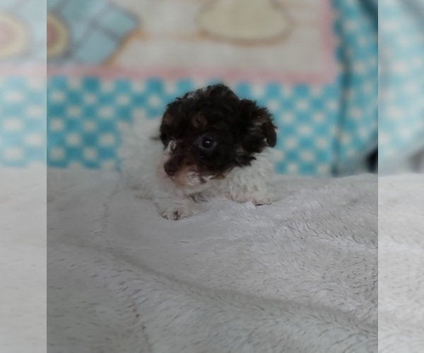 Medium Photo #3 Poodle (Toy) Puppy For Sale in FRYTOWN, IA, USA