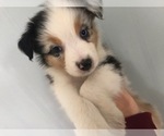Small Photo #1 Australian Shepherd Puppy For Sale in LEXINGTON, NC, USA