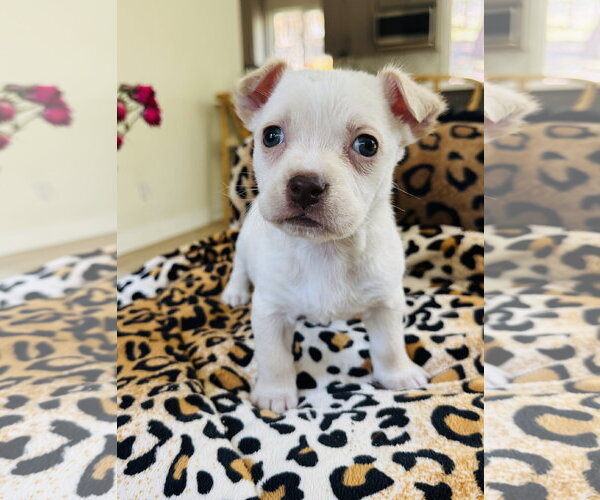 Medium Photo #2 Chihuahua-Unknown Mix Puppy For Sale in Marina Del Rey, CA, USA