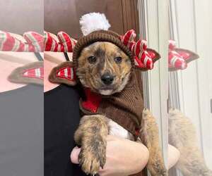 German Shepherd Dog-Unknown Mix Dogs for adoption in Spring Lake, NC, USA