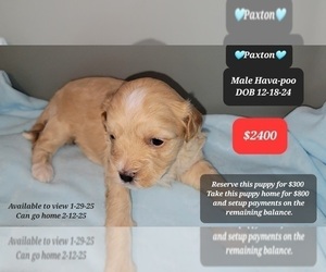 Poovanese Puppy for sale in TUCSON, AZ, USA