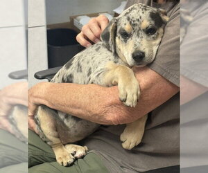 Catahoula Leopard Dog-Unknown Mix Dogs for adoption in Brewster, MA, USA