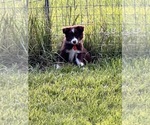 Puppy Puppy 3 Miniature Australian Shepherd