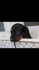 Dachshund Puppy for sale in JACK, AL, USA