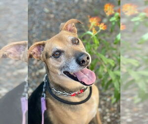 Mutt Dogs for adoption in Mount Laurel, NJ, USA