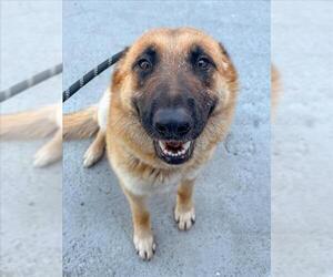 German Shepherd Dog Dogs for adoption in Woodland, CA, USA