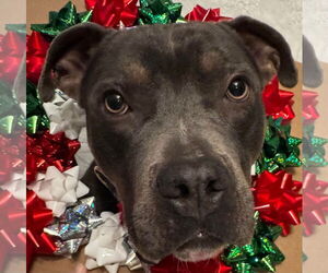 American Pit Bull Terrier-Unknown Mix Dogs for adoption in Germantown, OH, USA