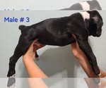 Small Photo #2 Boxer Puppy For Sale in CHARITON, IA, USA