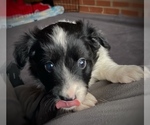 Puppy Stripe Border Collie-Papillon Mix