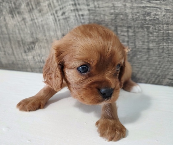 Full screen Photo #3 Cavalier King Charles Spaniel Puppy For Sale in CLARK, MO, USA