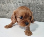 Small Photo #3 Cavalier King Charles Spaniel Puppy For Sale in CLARK, MO, USA