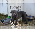 Puppy Princess Labrador Retriever