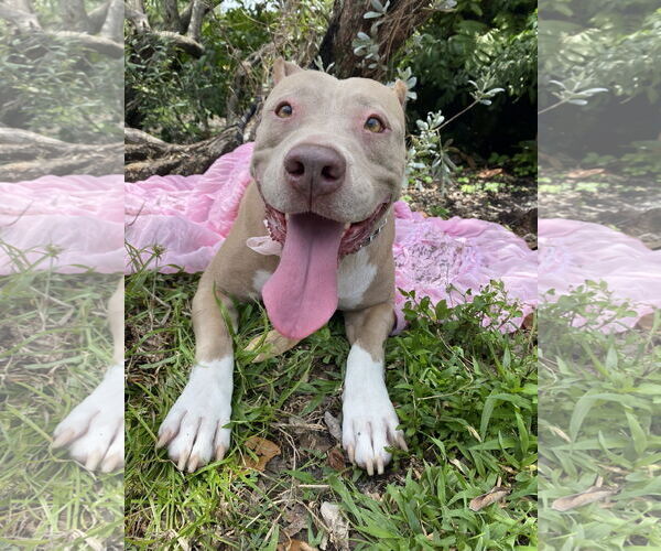 Medium Photo #2 Mutt Puppy For Sale in Miami, FL, USA