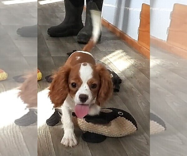 Medium Photo #3 Cavalier King Charles Spaniel Puppy For Sale in CARLISLE, KY, USA