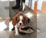 Small #2 Cavalier King Charles Spaniel
