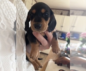 Dachshund Puppy for sale in MONONA, IA, USA